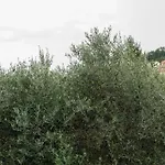 Wild Zagara