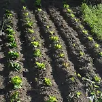Agriturismo Oliva Azzurra
