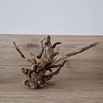 La Strelizia