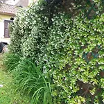La Casa Del Tiglio