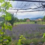 Salvia E Rosmarino - Affittacamere In Liguria
