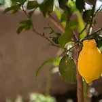 The Garden