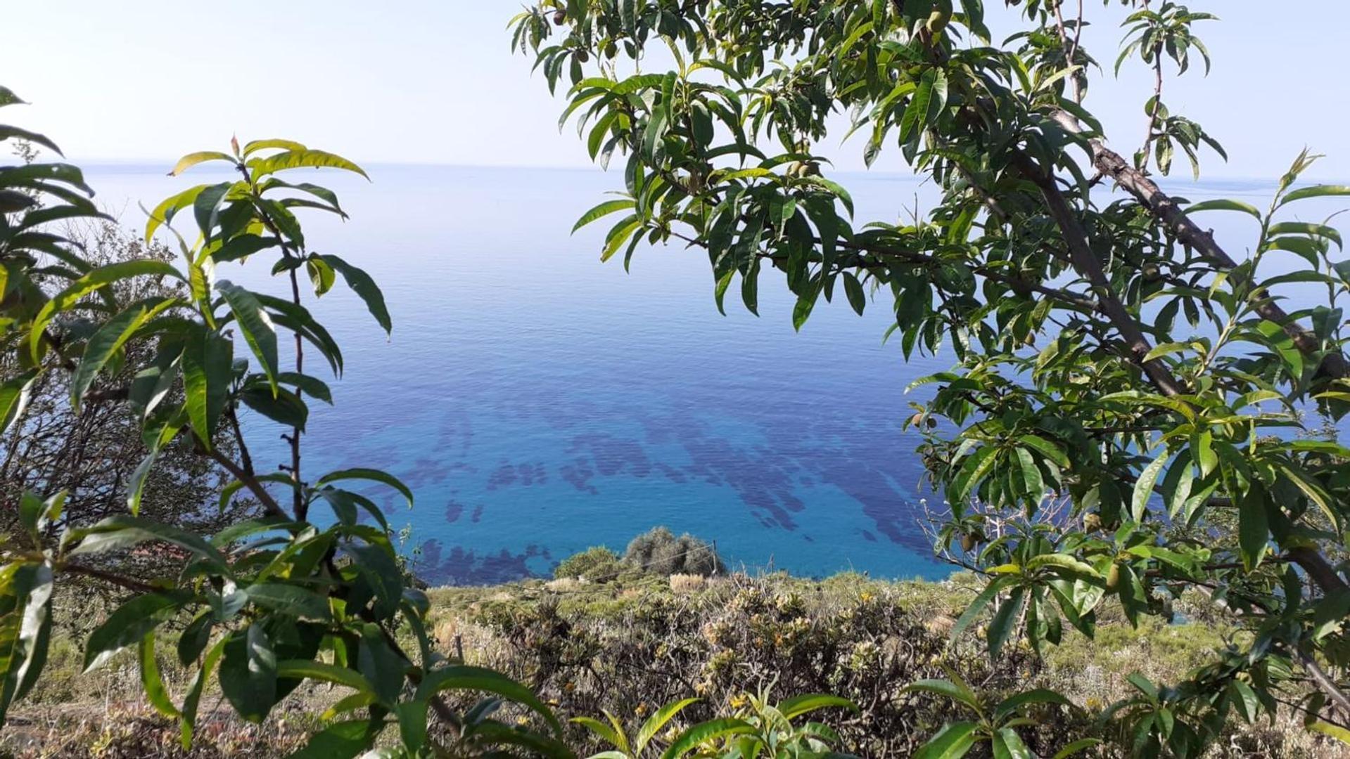 Zagara Blu *